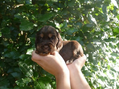 Les chiots de Cocker Spaniel Anglais