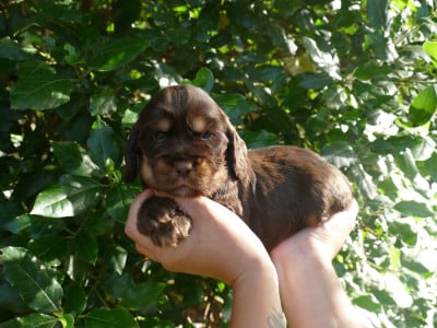 Les chiots de Cocker Spaniel Anglais