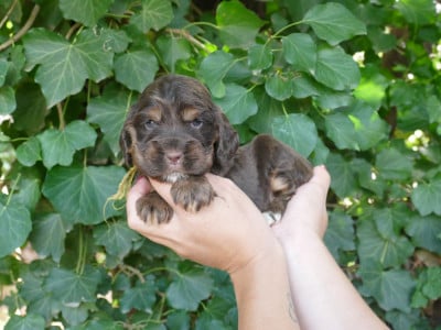Les chiots de Cocker Spaniel Anglais
