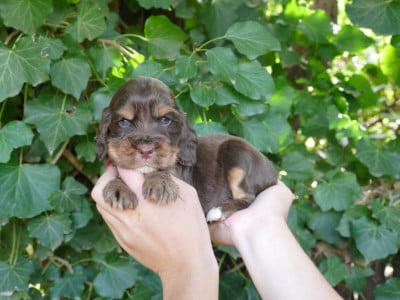 Les chiots de Cocker Spaniel Anglais