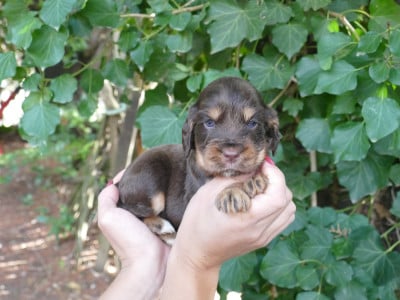 Les chiots de Cocker Spaniel Anglais