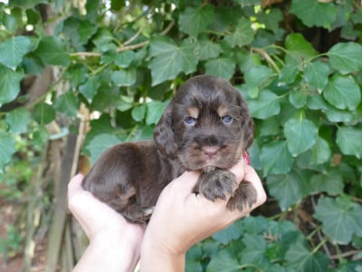 Les chiots de Cocker Spaniel Anglais