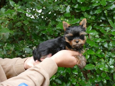 Yorkshire Terrier