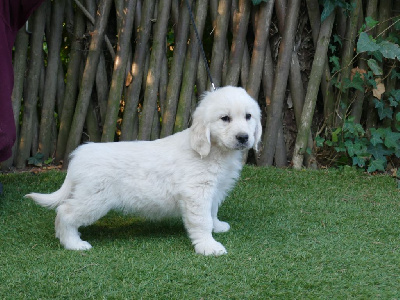 Les chiots de Golden Retriever