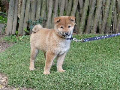 Les chiots de Shiba