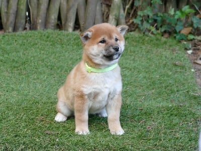 Les chiots de Shiba