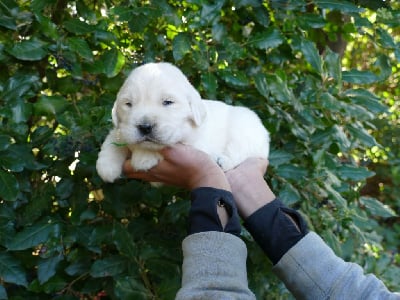 Les chiots de Golden Retriever