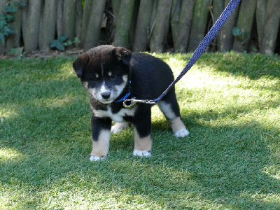 Les chiots de Shiba