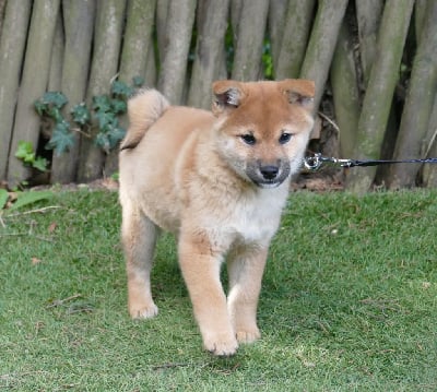 Les chiots de Shiba
