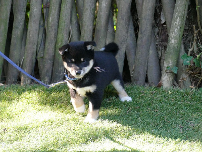 Les chiots de Shiba