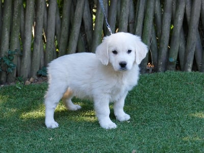 Les chiots de Golden Retriever