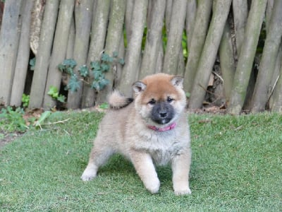 Les chiots de Shiba