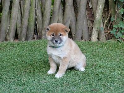 Les chiots de Shiba