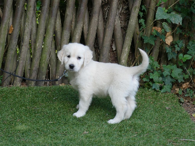Les chiots de Golden Retriever