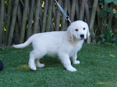 Les chiots de Golden Retriever