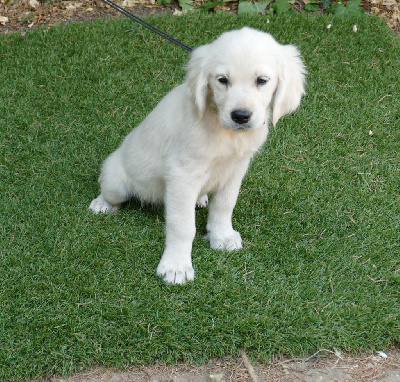 Les chiots de Golden Retriever