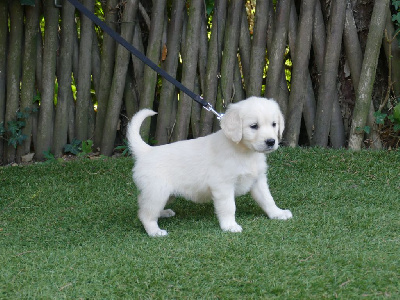 Les chiots de Golden Retriever