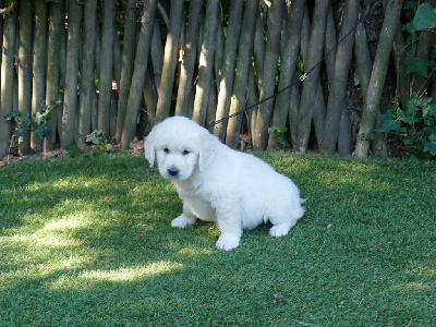 Les chiots de Golden Retriever