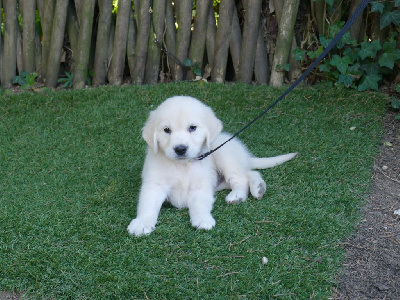 Les chiots de Golden Retriever