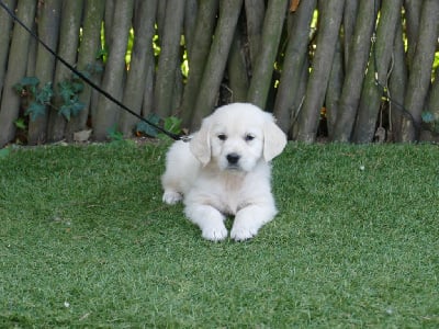 Les chiots de Golden Retriever