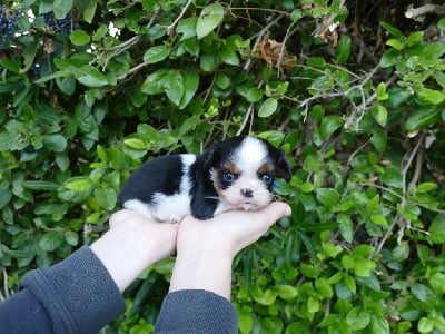 Les chiots de Cavalier King Charles Spaniel