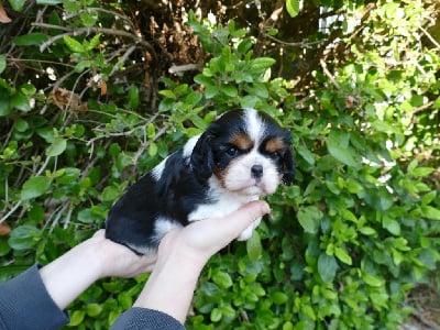 Les chiots de Cavalier King Charles Spaniel