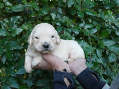 Les chiots de Golden Retriever