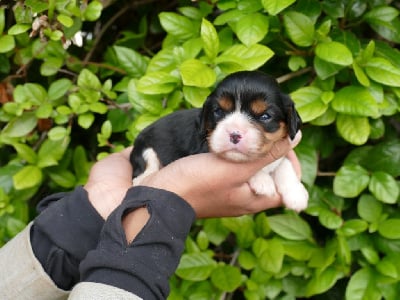 Les chiots de Cavalier King Charles Spaniel