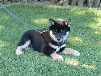 Les chiots de Shiba