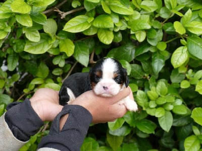 Les chiots de Cavalier King Charles Spaniel