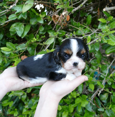 Les chiots de Cavalier King Charles Spaniel