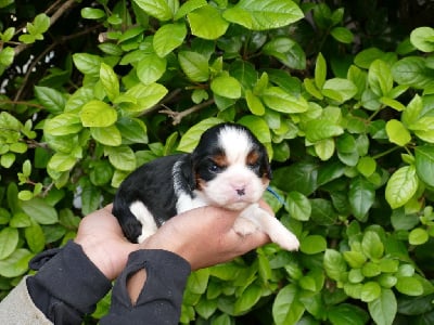 Les chiots de Cavalier King Charles Spaniel