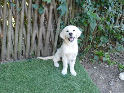 Les chiots de Golden Retriever