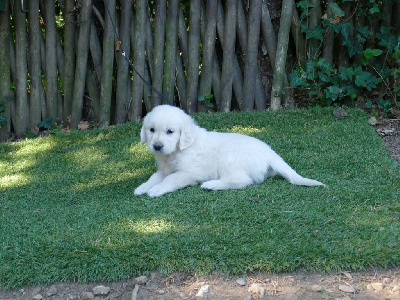 Les chiots de Golden Retriever