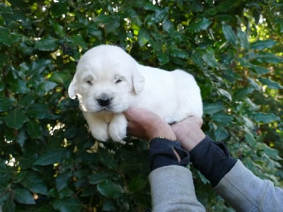 Les chiots de Golden Retriever