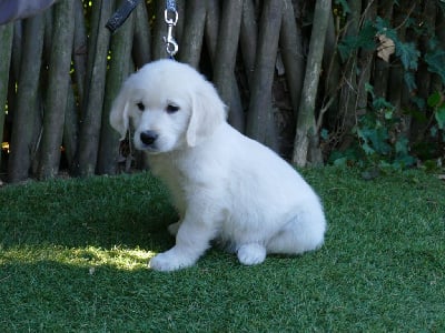 Les chiots de Golden Retriever