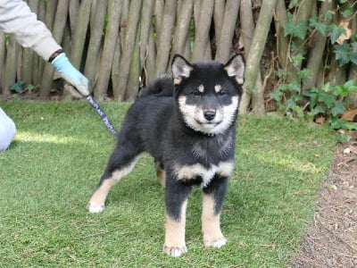 Les chiots de Shiba