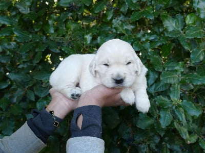Les chiots de Golden Retriever