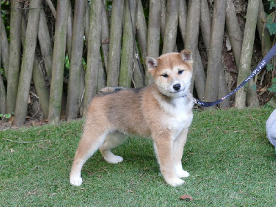 Les chiots de Shiba