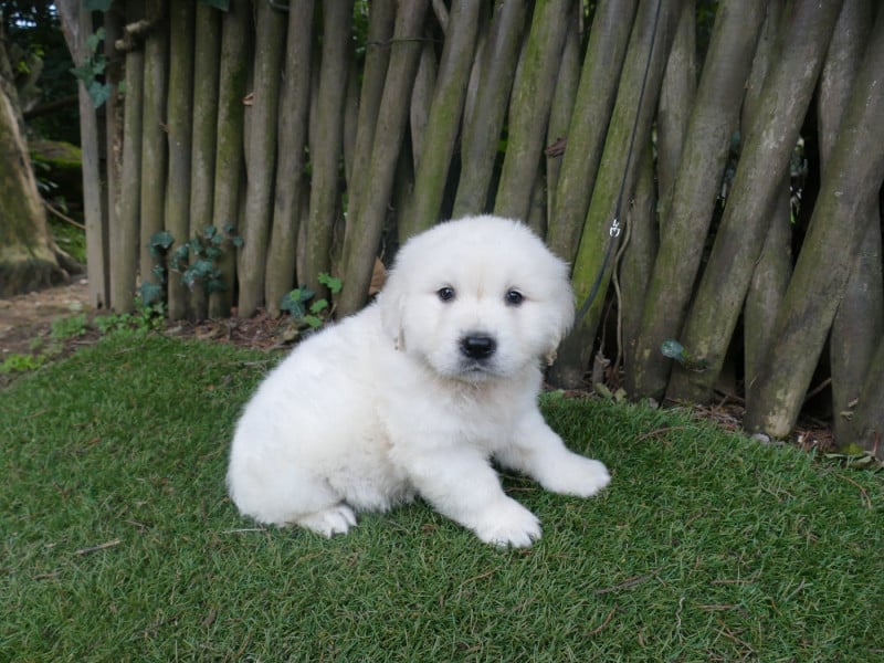 Golden Retriever - Du Temps Des Amazones