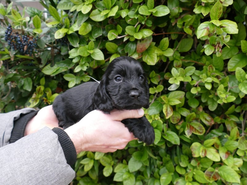 Cocker Spaniel Anglais - Du Temps Des Amazones