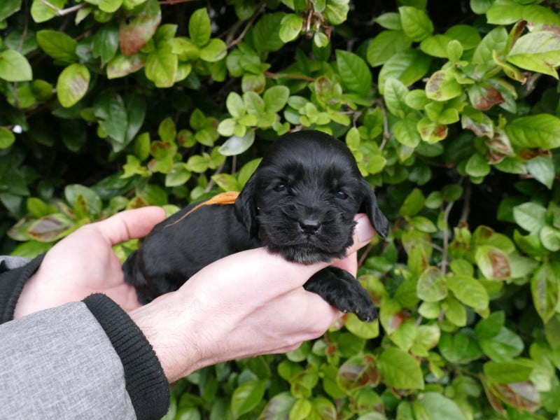Cocker Spaniel Anglais - Du Temps Des Amazones