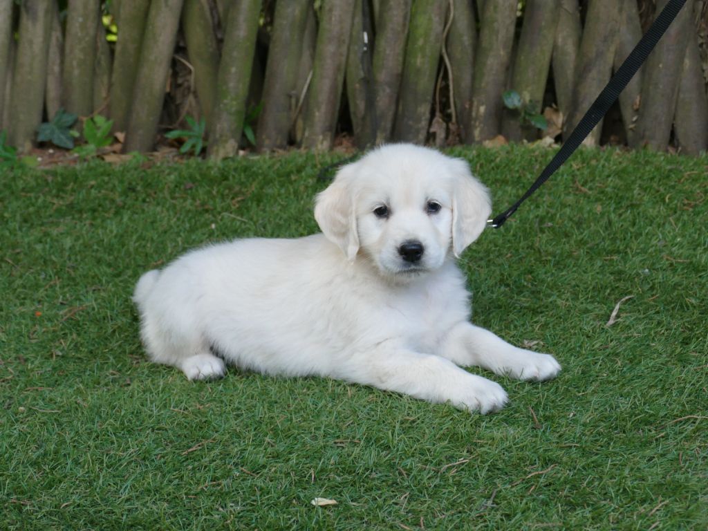 CHIOT MALE COLLIER BLEU