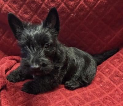 Les chiots de Scottish Terrier