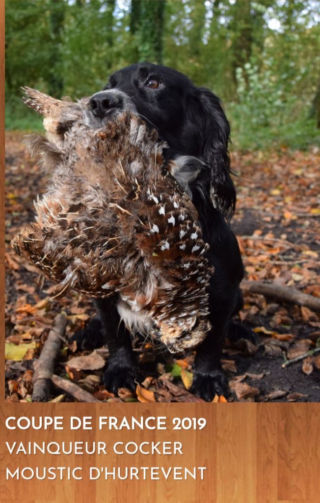 Publication : d'Hurtevent Auteur : Paque E