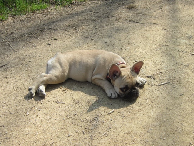 Isolde lasoen Von Boule D'esteix