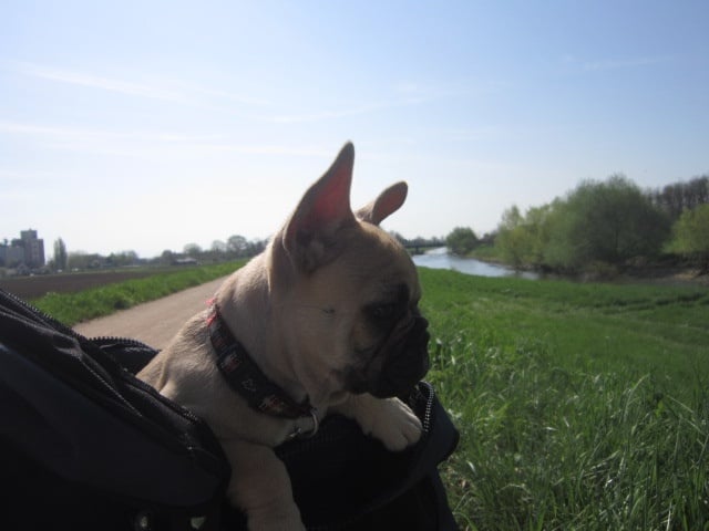 Isolde lasoen Von Boule D'esteix