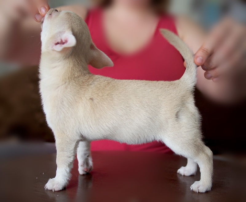 Publication : de la divine symphonie Auteur : Yulia Ataniyazova