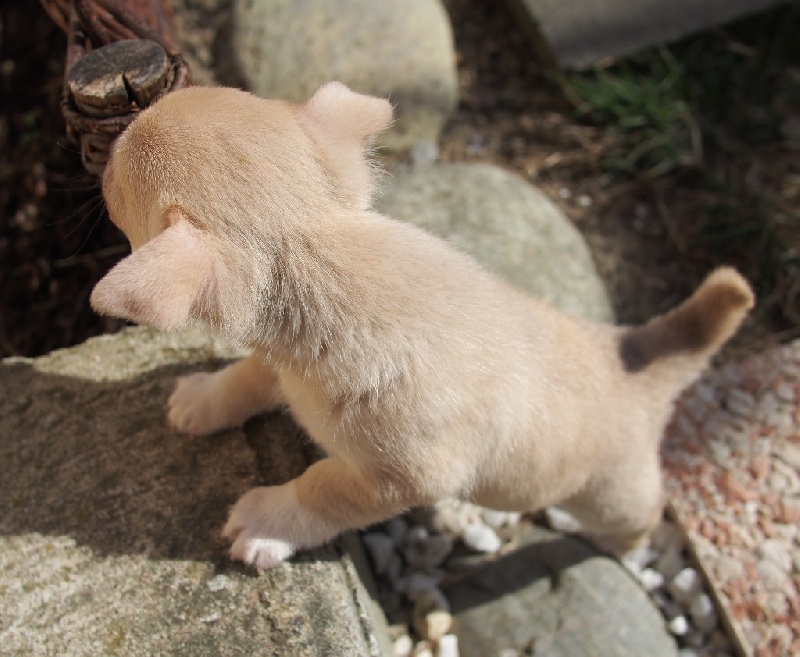 Publication : de la divine symphonie Auteur : Yulia Ataniyazova