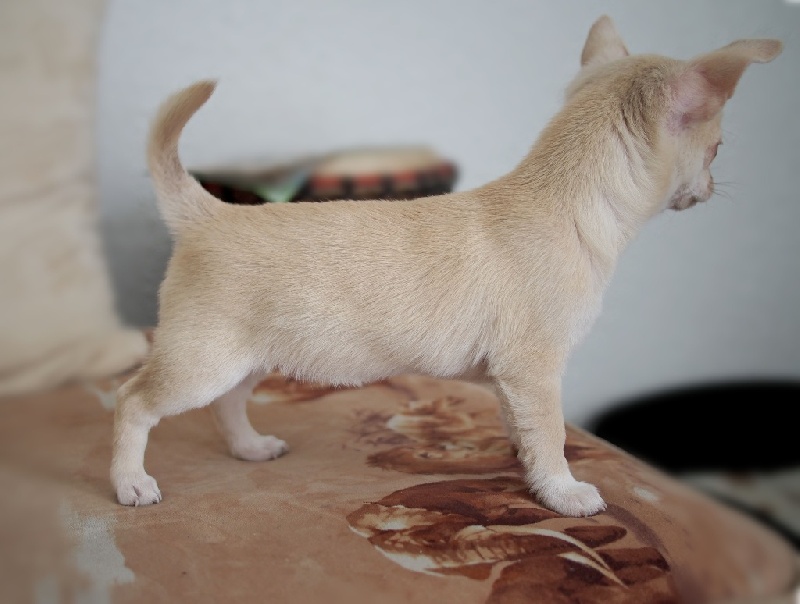 Publication : de la divine symphonie Auteur : Yulia Ataniyazova